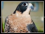 03c_bird1053 Peregrine Falcon 4