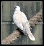 03c_bird30 Dove 1