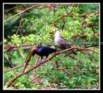 03c_bird8379 Birds 1