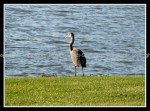 03c_blueheron Blue Heron 1