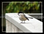 03c_chickadee Chickadee 1
