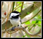 03c_chickadee2 Chickadee 2