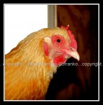 03c_chicken Chicken 1