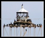 03c_cormorants Cormorants 1
