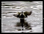 03c_duck1 Ducks 10
