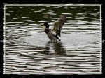 03c_duck2 Ducks 9