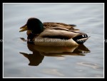 03c_ducks3 Ducks 8