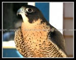 03c_falcon2 Peregrine Falcon 2