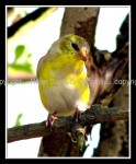 03c_goldfinch Goldfinch 1