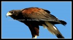 03c_harrishawk Harris Hawk 1