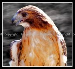 03c_hawk Red-Tailed Hawk 3
