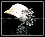 03c_hornbill Hornbill 1