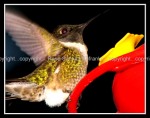 03c_hummingbird Hummingbird 2