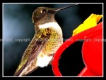 03c_hummingbird2 Hummingbird 3