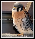 03c_kestral Kestral 1