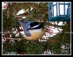 03c_nuthatch Nuthatch 1