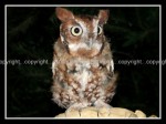 03c_owl Owl