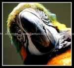 03c_parrot Parrot 1