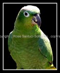 03c_parrot2 Parrot 2