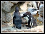 03c_penguins Penguins 1