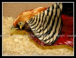 03c_pheasant Pheasant 1