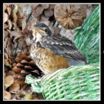 03c_robin Robin 1
