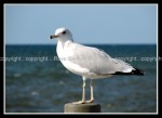 03c_seagull Seagull 5