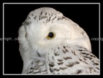 03c_snowyowl Snowy Owl 1