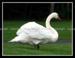 03c_swan Swan 1