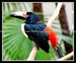 03c_toucan Toucan 1