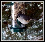03c_tuftedtitmouse Tufted Titmouse 2