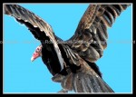 03c_vulture Vulture 1