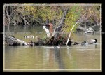 03c_waterfowl Ducks 7