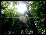 scg2s SUN 23