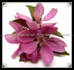 scg4moms2 FLOWER 64