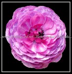 scgBe-IMG_6374 FLOWER 63