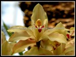scgBotGardens 335 scgBotGardens 335