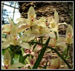 scgBotGardens 336 scgBotGardens 336