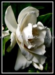 scgBotGardens 343 FLOWER 55