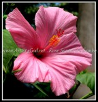 scgBotGardens 349 FLOWER 54