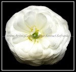 scgF07-A-nb FLOWER 49