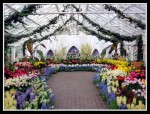 scgFloral-10 FLOWER 46