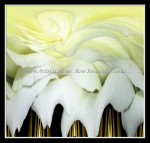 scgFloral-15-pc2