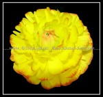 scgFloral-30-nf FLOWER 41