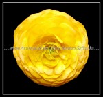scgFloral-32-nf FLOWER 40