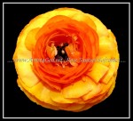 scgFloral-33-nf FLOWER 39