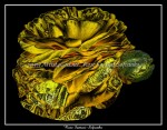 scgFloral-34-c-dr