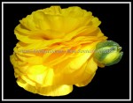 scgFloral-34b FLOWER 38