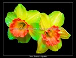 scgFloral-48-hs-neon