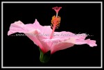 scgFloral-52 FLOWER 37